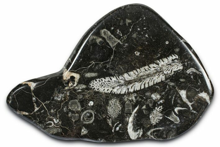 Polished Devonian Fossil Coral and Bryozoan Plate - Morocco #365128